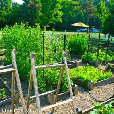 Outdoor garden shot